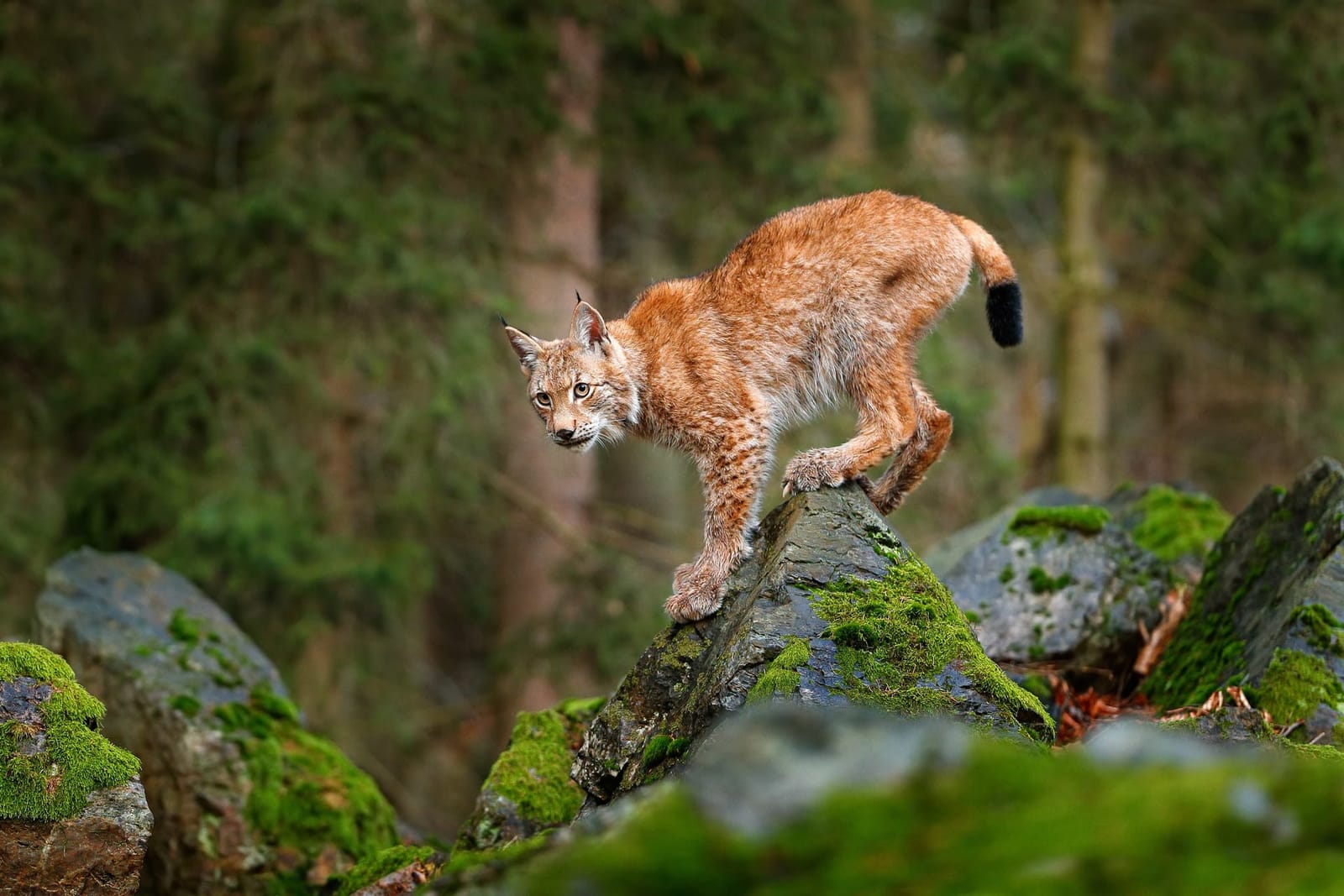 Familienurlaub im Harz